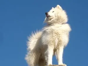 Cele mai bune rase de caini sunt de marime medie, cu imagini și nume