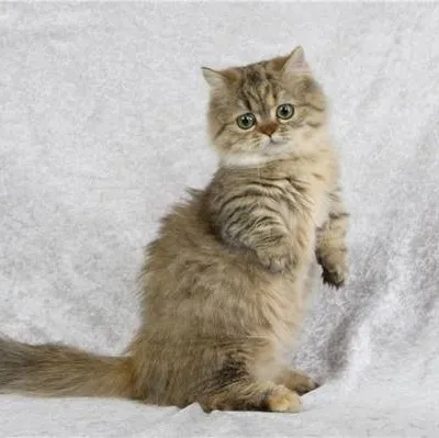 Cea mai mică rasa de pisici (top 10) (cat) Cea mai mică rasa de pisici (top 10)