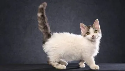 Cea mai mică rasa de pisici (top 10) (cat) Cea mai mică rasa de pisici (top 10)