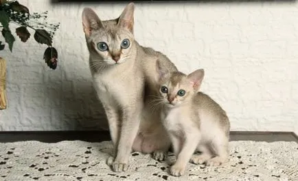 Cea mai mică rasa de pisici (top 10) (cat) Cea mai mică rasa de pisici (top 10)