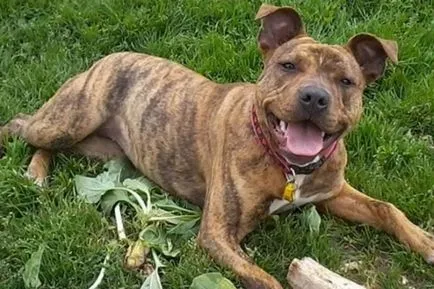 Cel mai singur caine din lume și 6 actori celebri animale (câine) Câinele cel mai singuratic din lume și are 6 bine cunoscute animale actori-