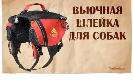 Harnasament pentru câini, selecție, tipuri, shleek materiale