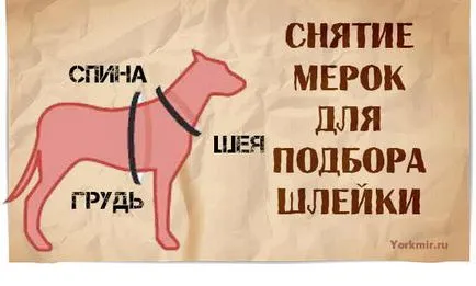 Harnasament pentru câini, selecție, tipuri, shleek materiale