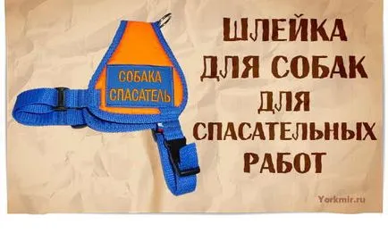 Harnasament pentru câini, selecție, tipuri, shleek materiale