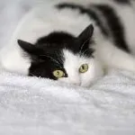 Câte zile de mers pe jos pisica, pentru prima dată în anul, luna, timp, decât să o ajute și ce să facă în această (pisică) Câte zile de mers pe jos pisica, pentru prima dată în anul, luna, timp, decât să o ajute și ce să facă în acest