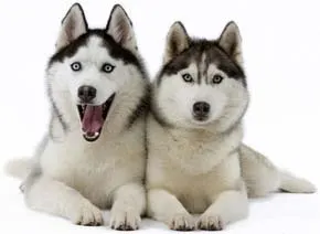 Husky siberian
