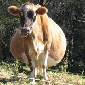 Câte zile, luni, poartă un vițel de vacă sau de durata sarcinii și modul în care procesul (vaca) Câte zile, luni, poartă un vițel de vacă sau de durata sarcinii și modul în care procesul