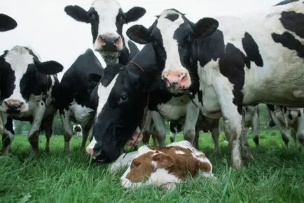 Cât de mulți urși de vacă de vițel - Calendarul lambing