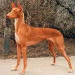 câine Doberman cât de mult costă, descrierea, caracteristicile, natura, prețul în Ucraina și România, casa