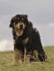 Dog Wolfhound tipuri comune, descrierea și caracteristicile acestora