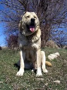 Dog Wolfhound tipuri comune, descrierea și caracteristicile acestora