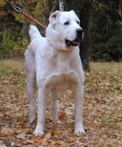 Dog Wolfhound tipuri comune, descrierea și caracteristicile acestora