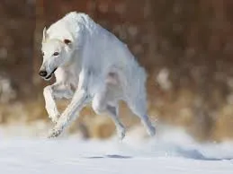 Dog Wolfhound tipuri comune, descrierea și caracteristicile acestora