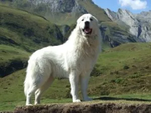 Dog Wolfhound tipuri comune, descrierea și caracteristicile acestora