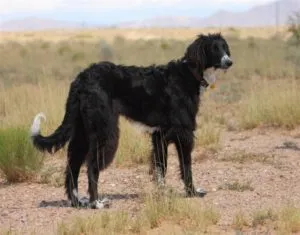 Dog Wolfhound tipuri comune, descrierea și caracteristicile acestora