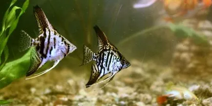 Întreținere și îngrijire pentru scalari într-un acvariu (Aquarium) Întreținere și îngrijire pentru scalari in acvariu