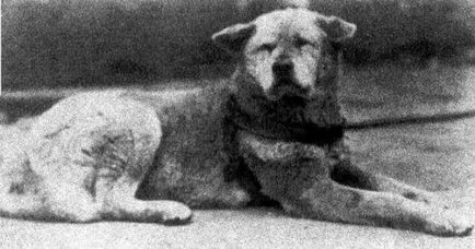 Dog-eroi și povești sentimentale de dăruire, umkra