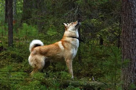 Husky husky câine fotografie