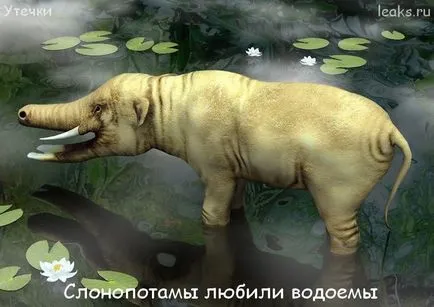 Heffalump - cel mai bun prieten al omului transpirat lui
