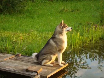 Husky husky câine fotografie
