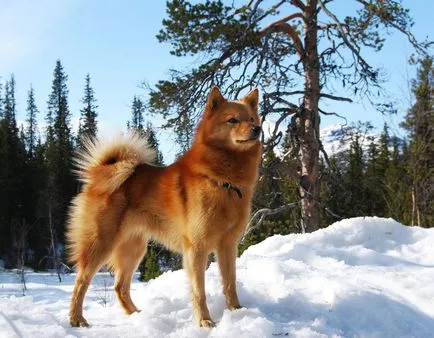 Husky husky câine fotografie