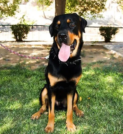Dog-eroi și povești sentimentale de dăruire, umkra