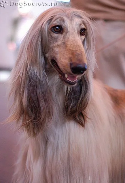 Dog viteză maximă de rulare, medie