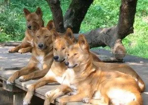 Ambalaj de vis Interpretare (ambalaj) câini într-un vis pentru a vedea o femeie care este atacat