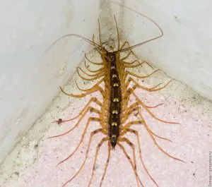 Centipede în apartament Cum sa scapi in casa, casa miriapod, insecte negre miriapod (centiped) Centipede în apartament Cum sa scapi in casa, casa miriapod, insecte negre miriapod