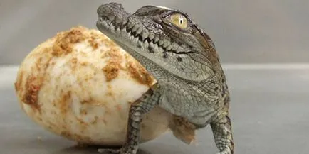 Interpretare vis crocodil crocodil ce vise in timpul somnului