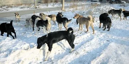Interpretarea de vis haită de câini vis despre ce o haită de câini într-un vis