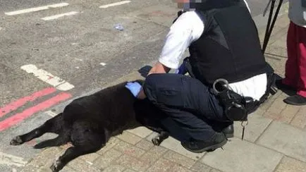 Interpretare vis-l omoare câinele ce un vis într-un vis de a ucide un câine (interpretare vis) Interpretare vis-l omoare câinele ce un vis într-un vis de a ucide câinele