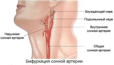 Artera carotidă este localizată și în cazul în care ar fi dacă apăsați