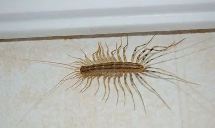 Centipede în apartament Cum sa scapi in casa, casa miriapod, insecte negre miriapod (centiped) Centipede în apartament Cum sa scapi in casa, casa miriapod, insecte negre miriapod