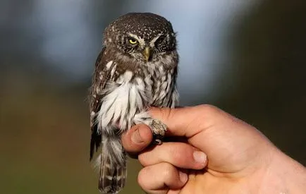 Bufnita - o descriere, specie care trăiește, ceea ce mănâncă, foto (e) de Bufnita - o descriere, specie care trăiește, ceea ce mănâncă, fotografii