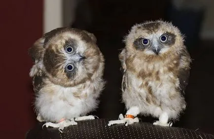 Bufnita - o descriere, specie care trăiește, ceea ce mănâncă, fotografii (locui) Bufnita - o descriere, specie care trăiește, ceea ce mănâncă, fotografii
