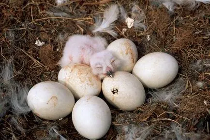 Bufnita - o descriere, specie care trăiește, ceea ce mănâncă, foto (descriere) Bufnita - o descriere, specie care trăiește, ceea ce mănâncă, fotografii