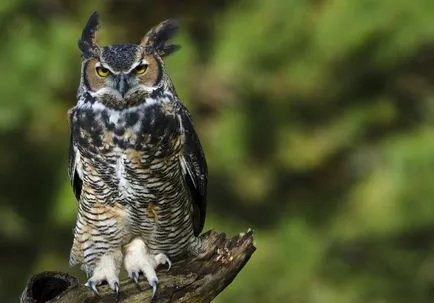 Bufnita - o descriere, specie care trăiește, ceea ce mănâncă, fotografii (bufnita) Bufnita - o descriere, specie care trăiește, ceea ce mănâncă, fotografii