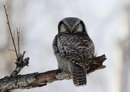 Bufnita - o descriere, specie care trăiește, ceea ce mănâncă, foto (e) de Bufnita - o descriere, specie care trăiește, ceea ce mănâncă, fotografii