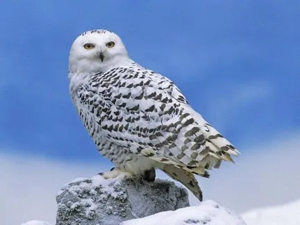 Bufnita - o descriere, specie care trăiește, ceea ce mănâncă, fotografii (bufnita) Bufnita - o descriere, specie care trăiește, ceea ce mănâncă, fotografii