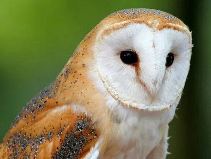 Bufnita - o descriere, specie care trăiește, ceea ce mănâncă, fotografii (locui) Bufnita - o descriere, specie care trăiește, ceea ce mănâncă, fotografii