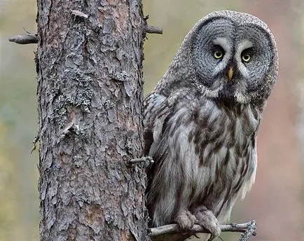 Bufnita - o descriere, specie care trăiește, ceea ce mănâncă, fotografii (locui) Bufnita - o descriere, specie care trăiește, ceea ce mănâncă, fotografii