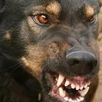 Sterilizarea câini argumente pro și contra