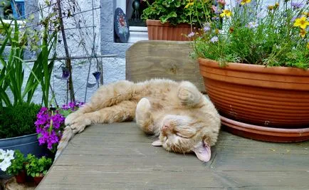 Cat de dormit, pisică de dormit - 35 foto-casa într-un sat