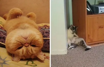 Cat de dormit, pisică de dormit - 35 foto-casa într-un sat