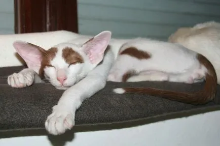 Cat de dormit, pisică de dormit - 35 foto-casa într-un sat