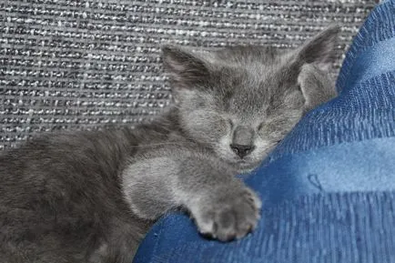 Cat de dormit, pisică de dormit - 35 foto-casa într-un sat