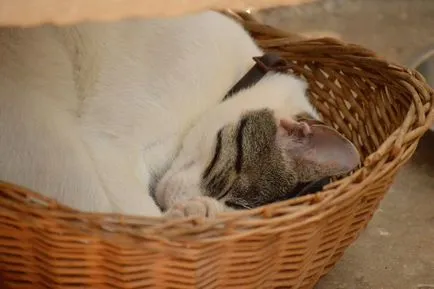 Cat de dormit, pisică de dormit - 35 foto-casa într-un sat