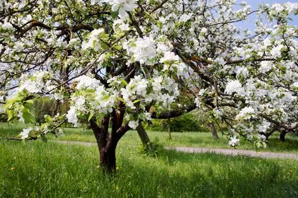 Vechea grădină pentru a păstra și de a revitaliza sau de a stabili noi (caz la caz) gradina veche de a conserva și a revitaliza sau de a stabili noi