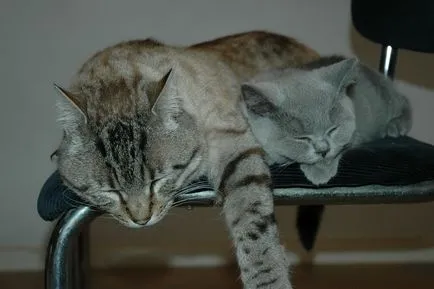 Cat de dormit, pisică de dormit - 35 foto-casa într-un sat